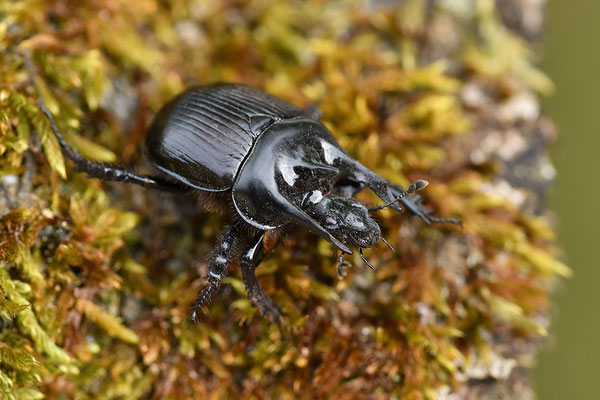 Stierkäfer