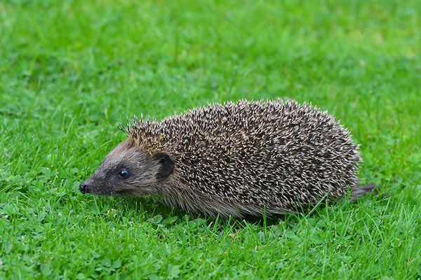 Igel