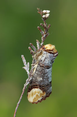 Mondvogel