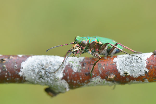 Feldsandlaufkäfer