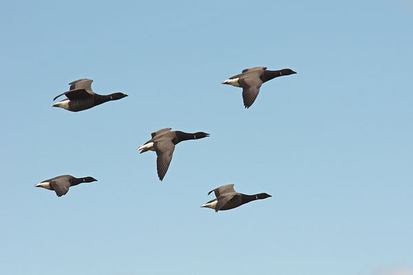 Ringelgans im Flug