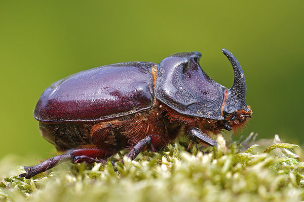 Nashornkäfer Männchen