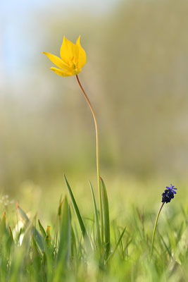 Weinbergtulpe