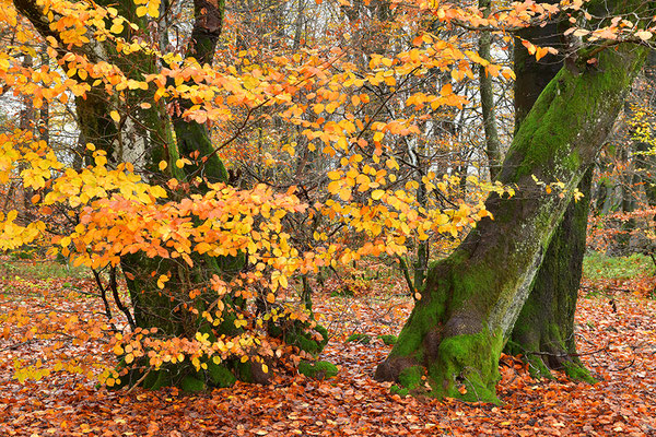 Hutewald Kalterherberg