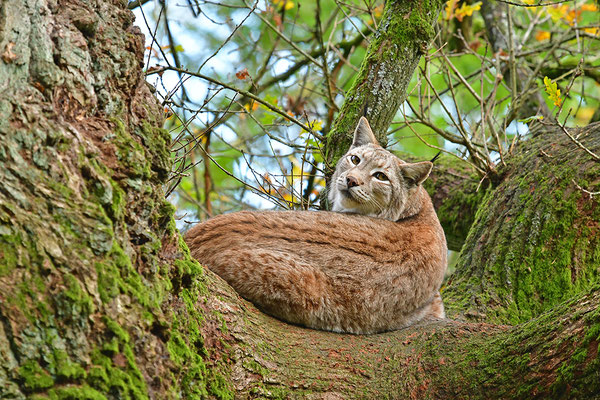 Luchs im Baum