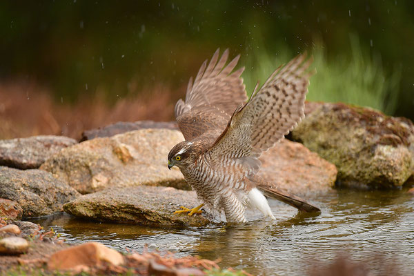 Sperber beim Baden