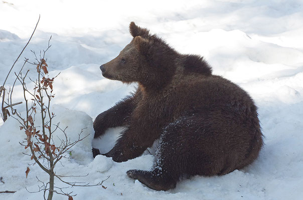 Braunbär Jungtier, Nationalpark Bayrischer Wald Tierfreigelände Neuschönau