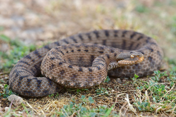Aspisviper