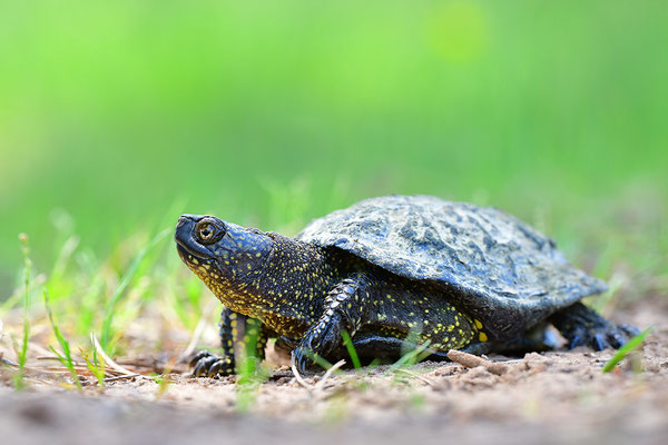 Europäische Sumpfschildkröte