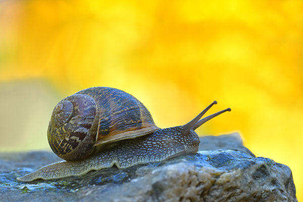 Gefleckte Weinbergschnecke