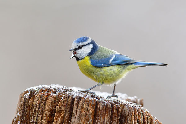 Blaumeise