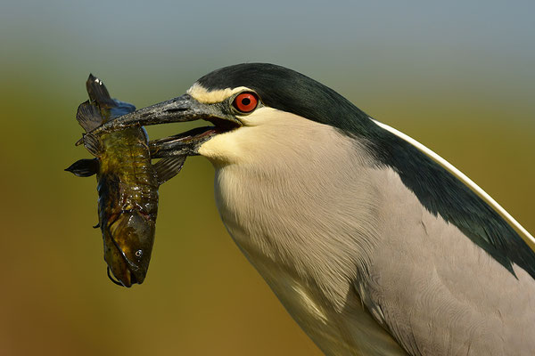 Nachtreiher mit Fisch