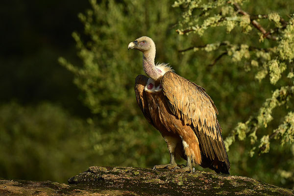 Gänsegeier