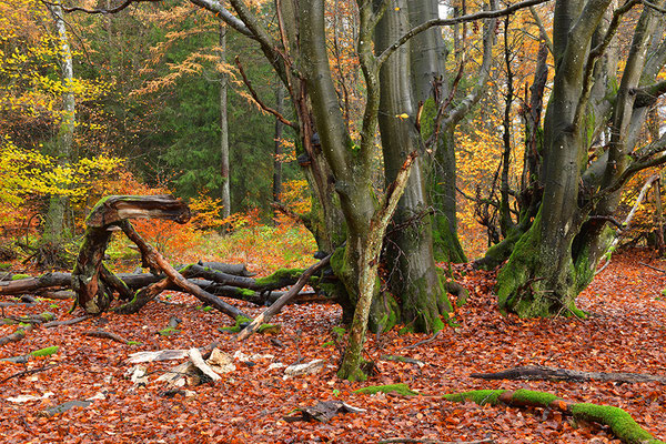 Hutewald Kalterherberg