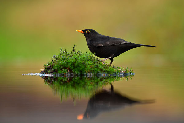 Amsel Männchen