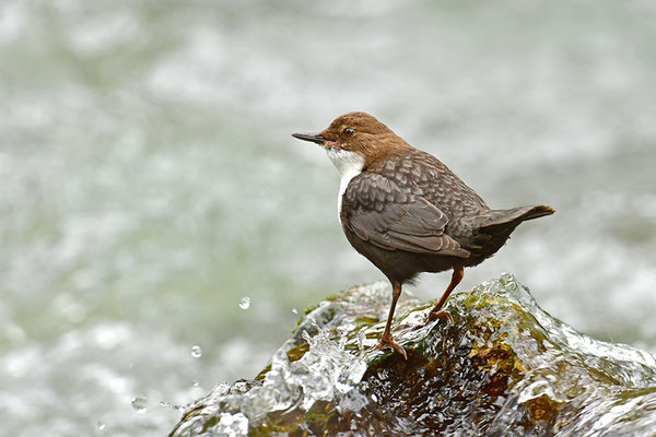 Wasseramsel