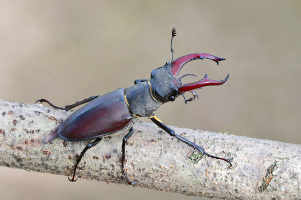 Hirschkäfer