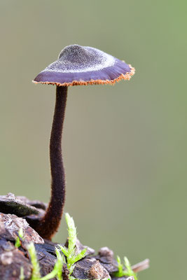 Ohrlöffelstacheling