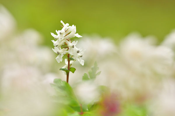 Hohler Lerchensporn