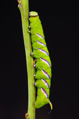 Ligusterschwärmer Raupe