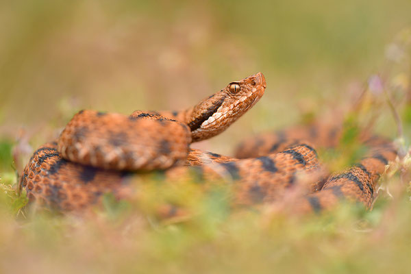 Aspisviper
