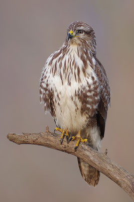 Mäusebussard