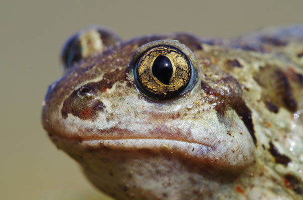 Knoblauchkröte Kopfportrait