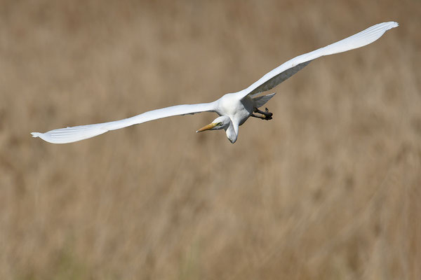 Silberreiher im Flug
