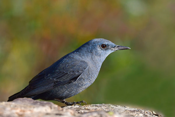 Blaumerle