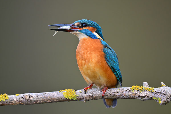 Eisvogel 