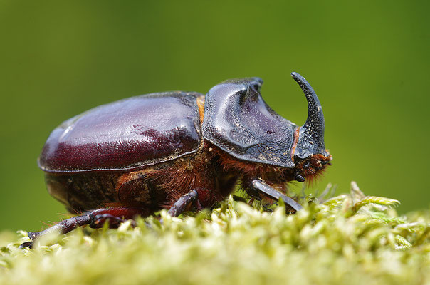 Nashornkäfer Männchen Halbportrait