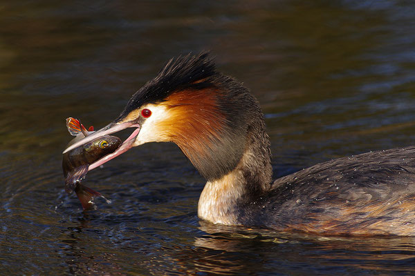 Haubentaucher mit erbeutetem Fisch