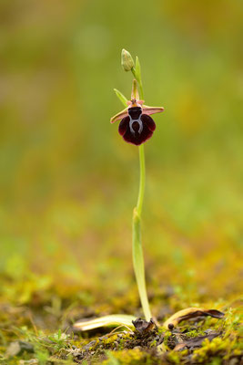 Gregorianische Ragwurz
