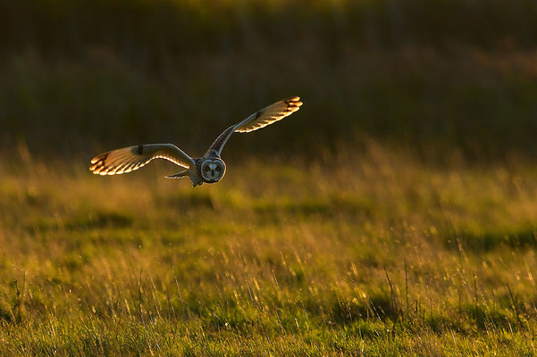 Sumpfohreule im Flug