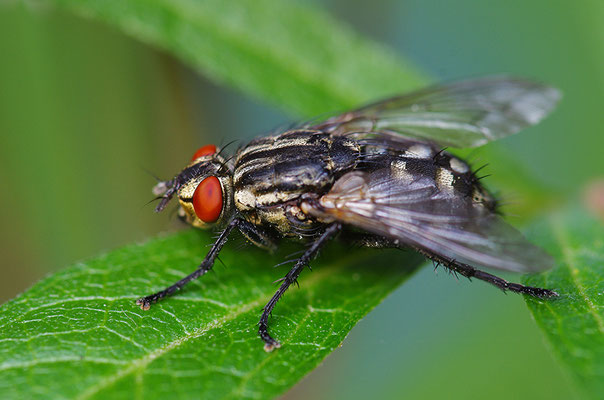 Fliege