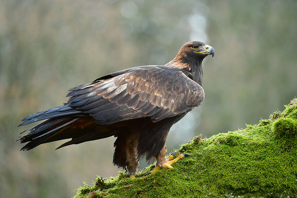 Steinadler
