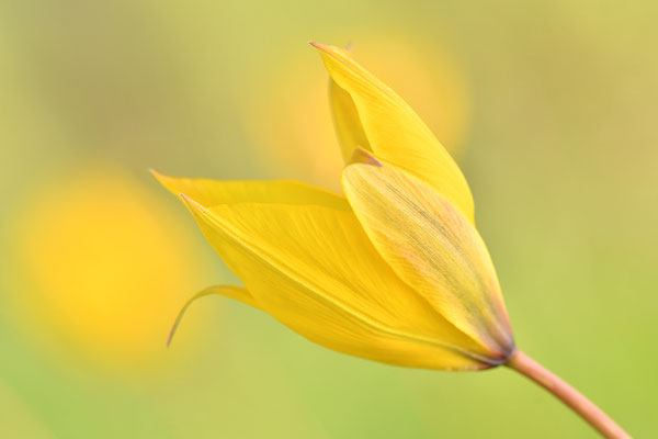 Weinbergtulpe