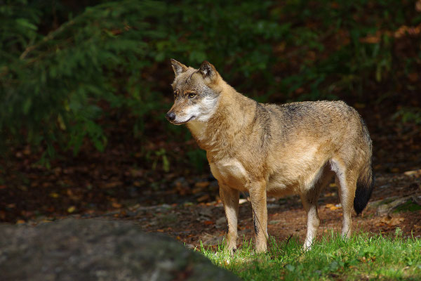 Wolf, Nationalpark Bayrischer Wald Tierfreigelände Neuschönau