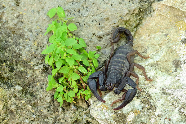 Dufours Skorpion
