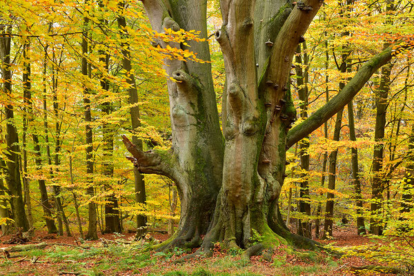 Urwald Sababurg