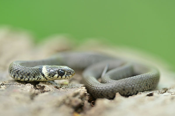 Ringelnatter