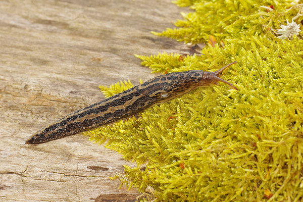 Tigerschnegel