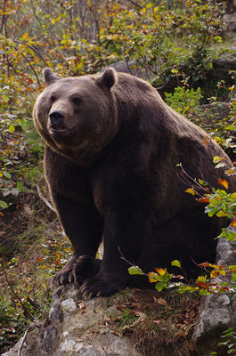 Braunbär, Nationalpark Bayrischer Wald Tierfreigelände Neuschönau