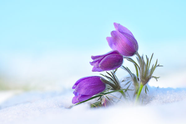 Küchenschelle im Schnee