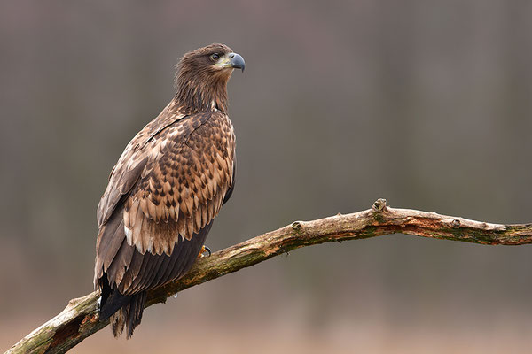 Seeadler