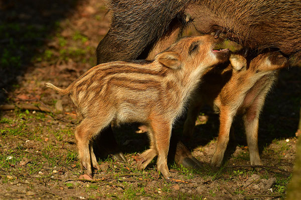 Wildschwein Bache mit Frischlingen