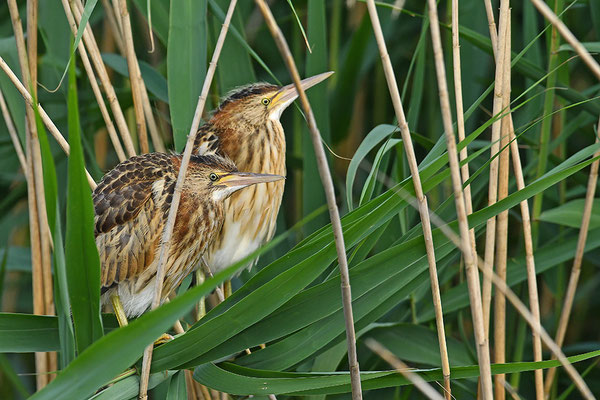 Zwergdommel Jungvogel