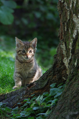 Wildkatze Jungtier