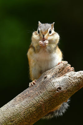 Sibirisches Streifenhörnchen