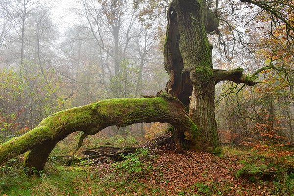 Urwald Sababurg